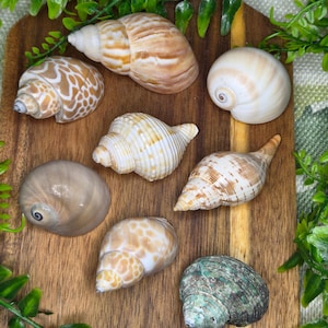 May include: A collection of seashells in different shapes and colours, including tan, brown, white, and green. The shells are displayed on a wooden board, with green foliage in the background.