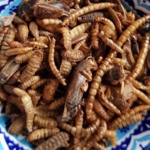 May include: A close-up shot of a bowl containing cooked insects, such as mealworms and crickets. The insects are various shades of brown and tan. The bowl has a blue and white patterned rim.