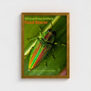 Può includere: Stampa incorniciata con un coleottero iridescente, Chrysochroa ocellata, su una foglia verde. Il guscio del coleottero presenta colori vivaci, tra cui verde, rosso e oro. Il testo "Good Bearer" è sopra il coleottero.
