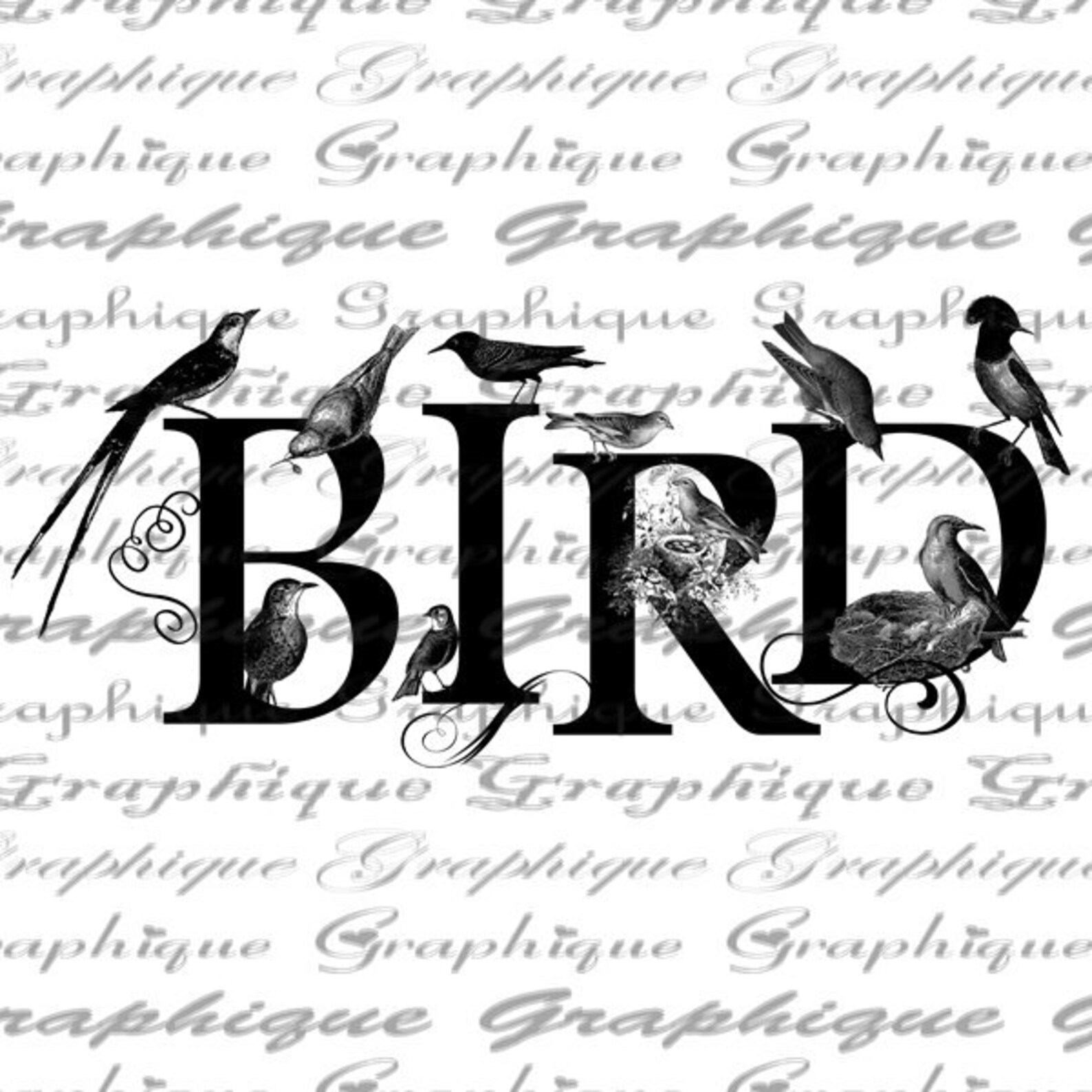 Bird TEXT Birds Word Typography Word Digital Image Download Etsy
