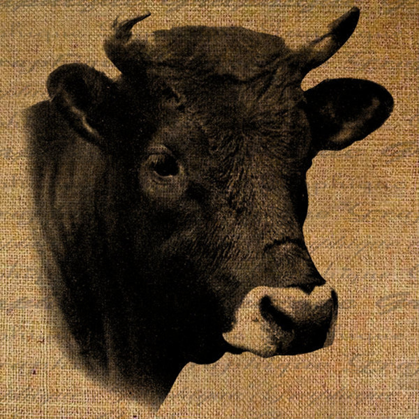 Коровья голова. Лицевые мышцы коровы. Корова. Голов крупного рогатого скота. Бычья голова.