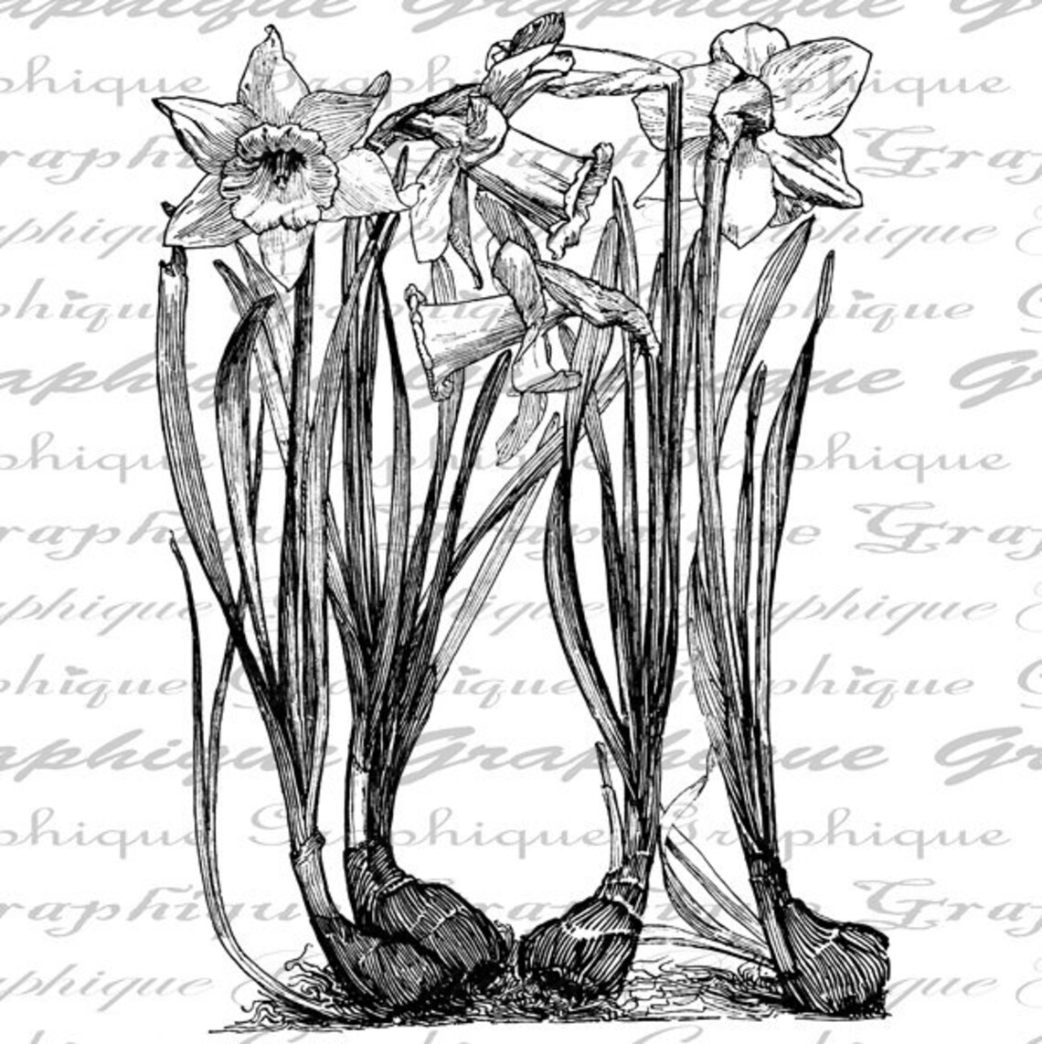 Daffodils Flower Flowers Bulbs Garden Gardening Floral Large Etsy