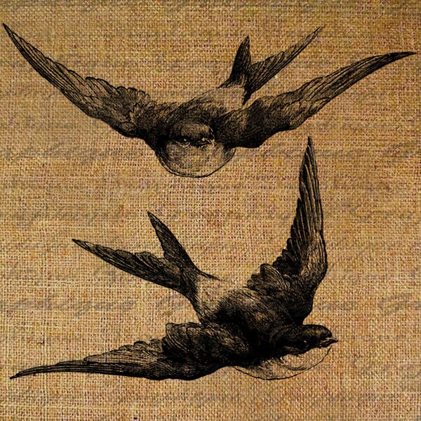 days before birds zip download days before birds zip download