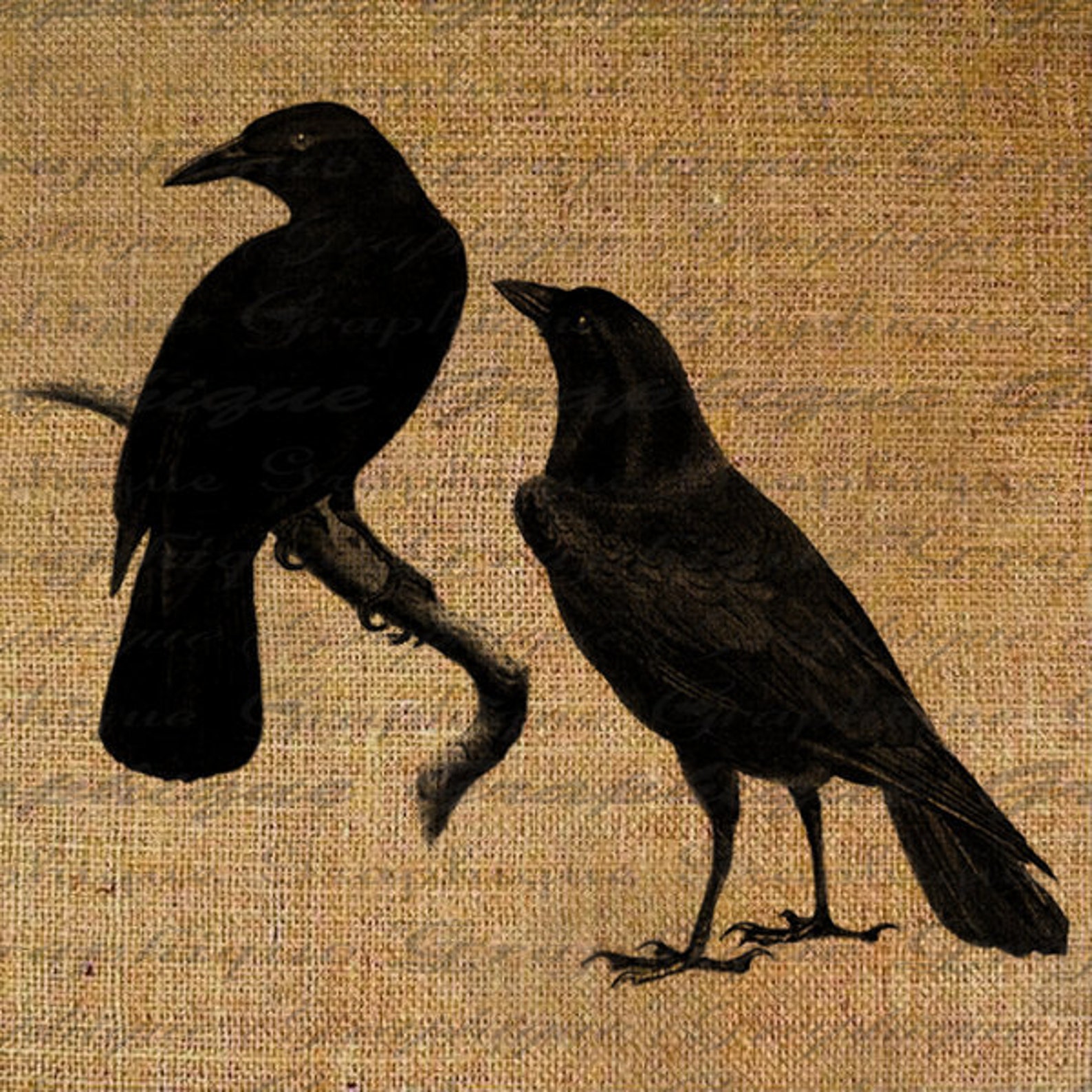in the company of crows and ravens by john m marzluff in the company of crows and ravens by john m marzluff