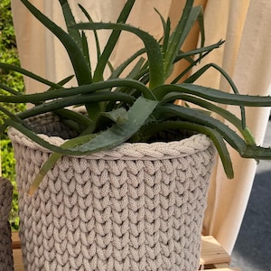 Könnte beinhalten: Ein beige, handgestrickter Blumentopf, gefüllt mit grünen Aloe Vera Pflanzen. Der Topf hat ein strukturiertes, gewebtes Design und steht auf einer Holzoberfläche. Die Aloe Vera Blätter sind lang und spitz.