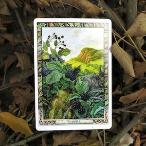Extensive Druid Plant Oracle Reading