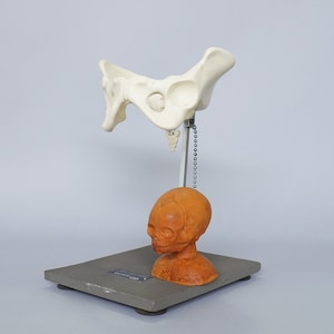 Puede incluir: Un modelo médico de una pelvis humana y una cabeza fetal. La pelvis está hecha de plástico blanco y la cabeza fetal está hecha de plástico marrón. El modelo está montado sobre una base gris.
