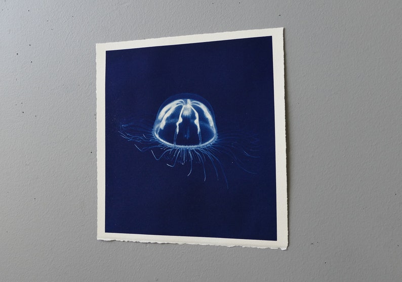 jelly fish cyanotype hand printed photo original art image 3