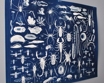 Arachnids and Insects Cyanotype Original Print on Watercolor Paper