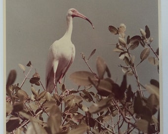 NASA Wildlife Photo from Kennedy Space Center C.1960 White Ibis