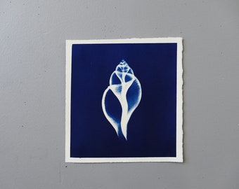 sea shell X-ray cyanotype hand printed photo on watercolor paper unique art process