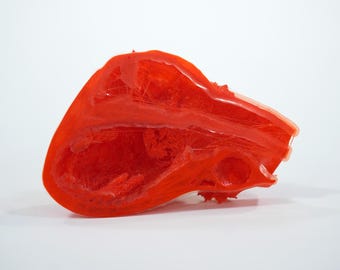 Heart Model Cross Section Realistic Study