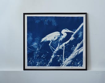Framed Blue Heron Cyanotype on Watercolor Paper 34" x 37" (signed)