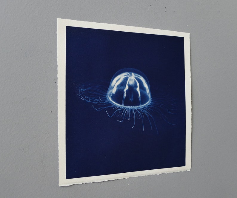 jelly fish cyanotype hand printed photo original art image 2