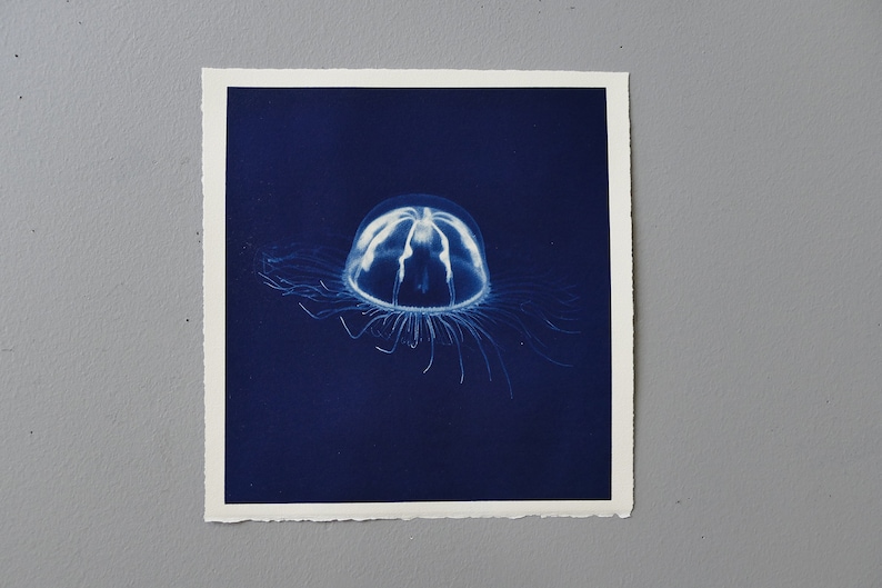 jelly fish cyanotype hand printed photo original art image 1