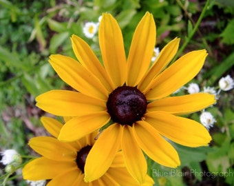 Black-Eyed Susan