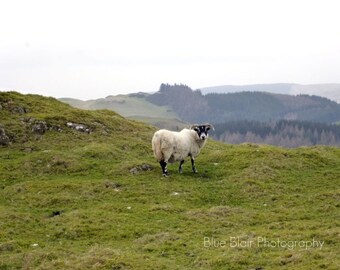 Scottish Sheep print