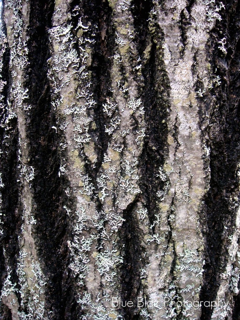 Bark 16x20 Print image 1