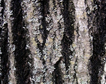 Bark print