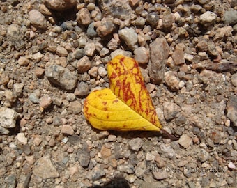 Loving Leaf print