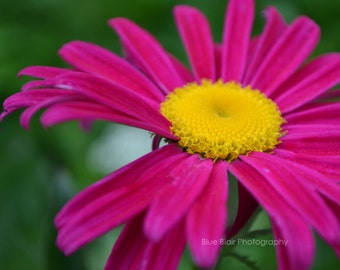 Hot Pink Daisy print