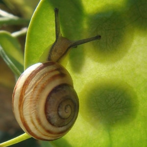 Snail