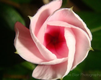 Pink Glaberrima Flower