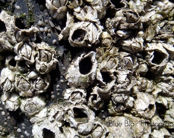 Barnacles print