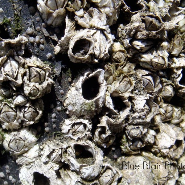 Barnacles print