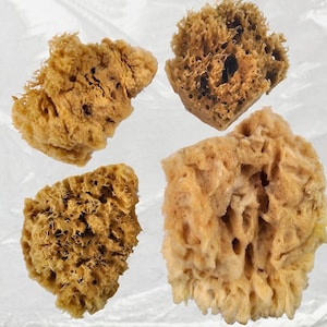 May include: Four natural sea sponges, ideal for painting, crafts, and cleaning. The sponges are beige and brown in color and have a variety of textures.