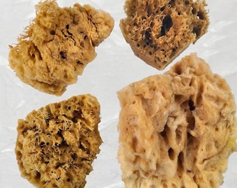 4 natuurlijke sponzen voor kunstenaars