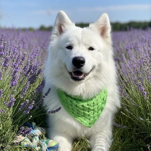 Haakpatroon hondenbandana (pdf), gemakkelijke sjaal voor huisdieren, direct downloaden afbeelding 2
