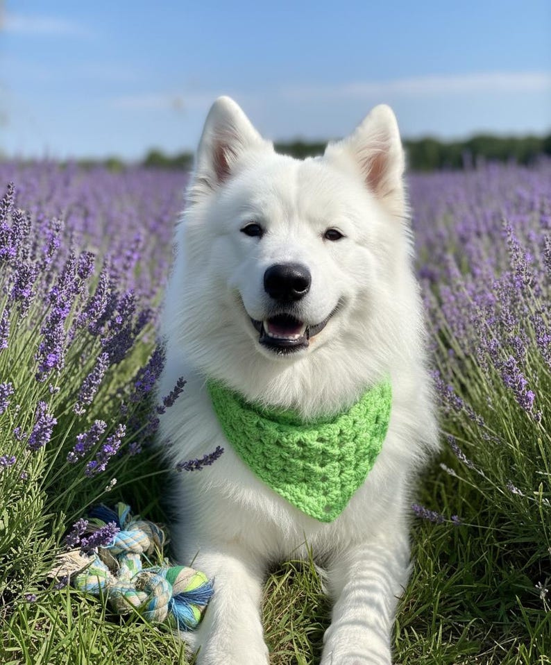 Haakpatroon hondenbandana (pdf), gemakkelijke sjaal voor huisdieren, direct downloaden afbeelding 2