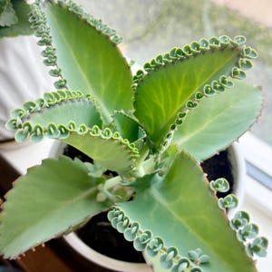 Puede incluir: Una planta suculenta Kalanchoe daigremontiana en una maceta blanca. La planta presenta hojas grandes, de color verde claro y serradas, con numerosas plántulas pequeñas que crecen a lo largo de los bordes de cada hoja, mostrando un patrón de crecimiento.