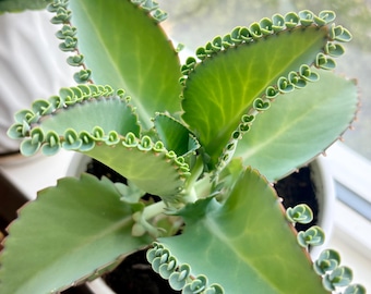 Madre de miles de brotes, planta de interior, suculenta, difícil de matar, principiante