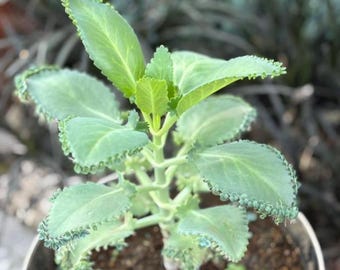 Mother of Thousands Starts, House Plant, Succulent, Hard to Kill, Beginner