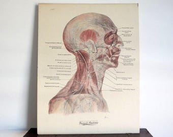 Large Medical Head Diagram Science Chart