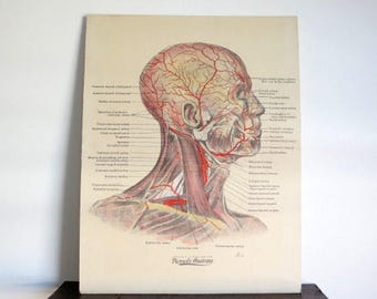 Medical Head Diagram Science Chart