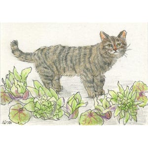 May include: A pencil drawing of a tabby cat standing among green and purple flowers. The cat has brown and gray stripes and is looking towards the viewer. The flowers have a detailed, textured appearance.