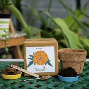 home/shop/DIY Gardening kit/Flower Grow kit/marigold,flower easy DIY Gardening kit
