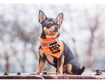 Sock Thief Dog Bandana | Funny Puppy Accessory