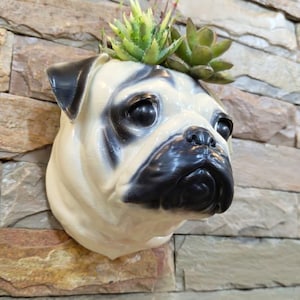 Puede incluir: Una maceta con forma de cabeza de carlino de color crema con detalles negros en las orejas, la nariz y alrededor de los ojos. La maceta está llena de suculentas verdes y está montada en una pared de piedra.
