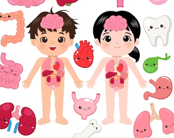 Kawaii Human Organs Illustration: Anatomy for Kids (PNG EPS)