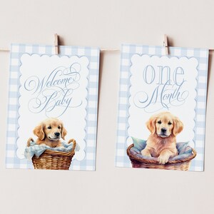 Meilensteinkarten für Jungen mit Golden Retrievern - Geschenkideen - Babyparty - Baby-Monatskarten - Andenken - Klassischer Baby Jungen Gingham