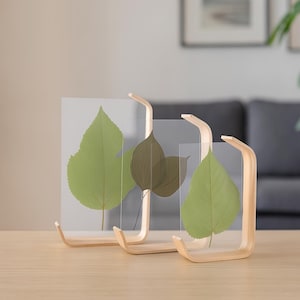 Könnte beinhalten: Drei transparente Acryl-Fotorahmen mit gepressten grünen Blättern, die in einem hellen Holzständer ausgestellt sind. Die Rahmen haben ein geschwungenes Design und stehen auf einem hellen Holztisch. Der Hintergrund umfasst ein graues Sofa und Wandkunst.