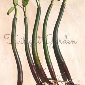 May include: Five mangrove propagules with green leaves and long, curved stems. The stems transition from dark purple to green, with visible roots at the base. The text "Twilight Garden" is in the image.