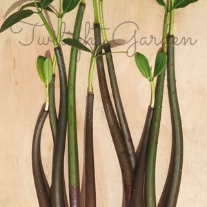 May include: A collection of mangrove propagules, featuring long, dark stems with green leaves. The stems transition from a deep purple to green, with visible roots. The image has the text "Twilight Garden" in the upper right corner.
