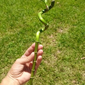 Live Lucky Bamboo 12” Spiral Shape Bamboo Plant - Dracaena Sanderiana - Easy!