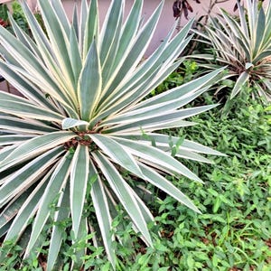 ROOTED Live Caribbean Agave Variegated Plant - Agave Angustifolia - Landscaping