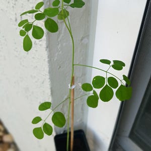 Rooted Live Plant Moringa - POTTED - Oleifera Plant Miracle Tree Life